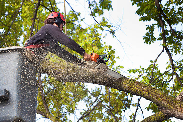 The Steps Involved in Our Tree Care Process in Allen, TX